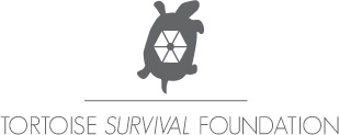 tortoise-logo